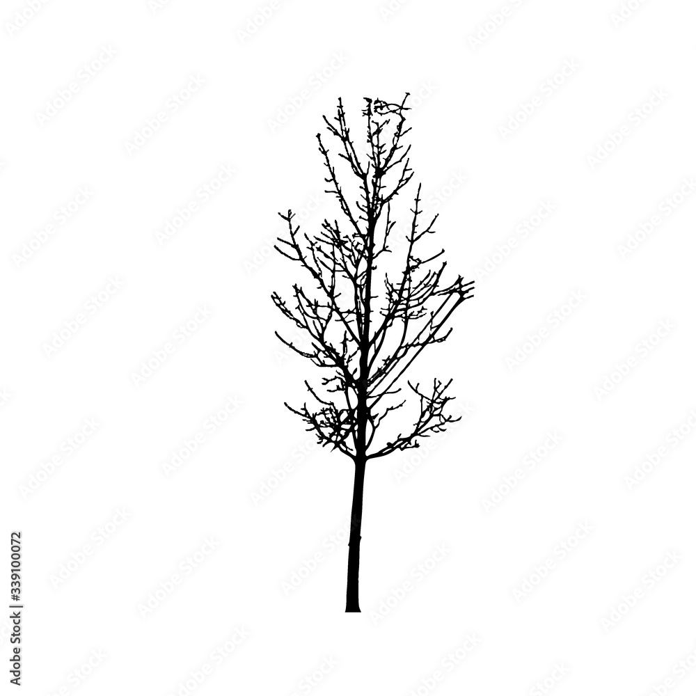 Naklejka premium Tree silhouettes on white background. Vector illustration.
