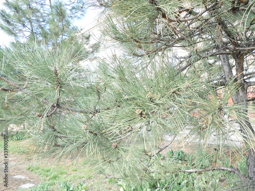 Pine old tree big view on the bulvar at spring photo