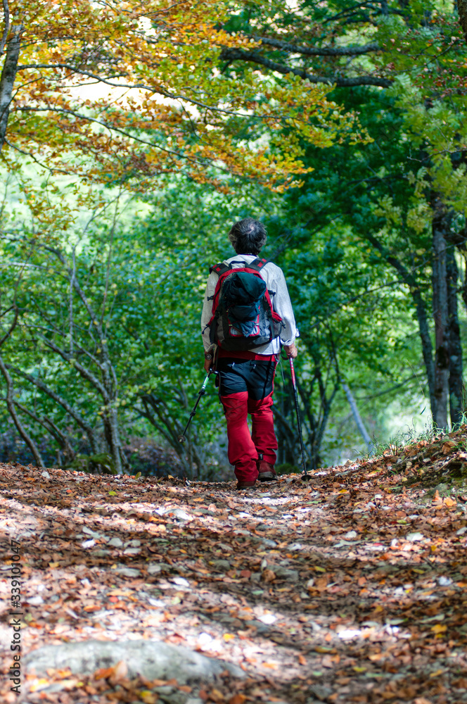 Naklejka premium Hombre caminando solo en el bosque. Hombre caminando entre los árboles.