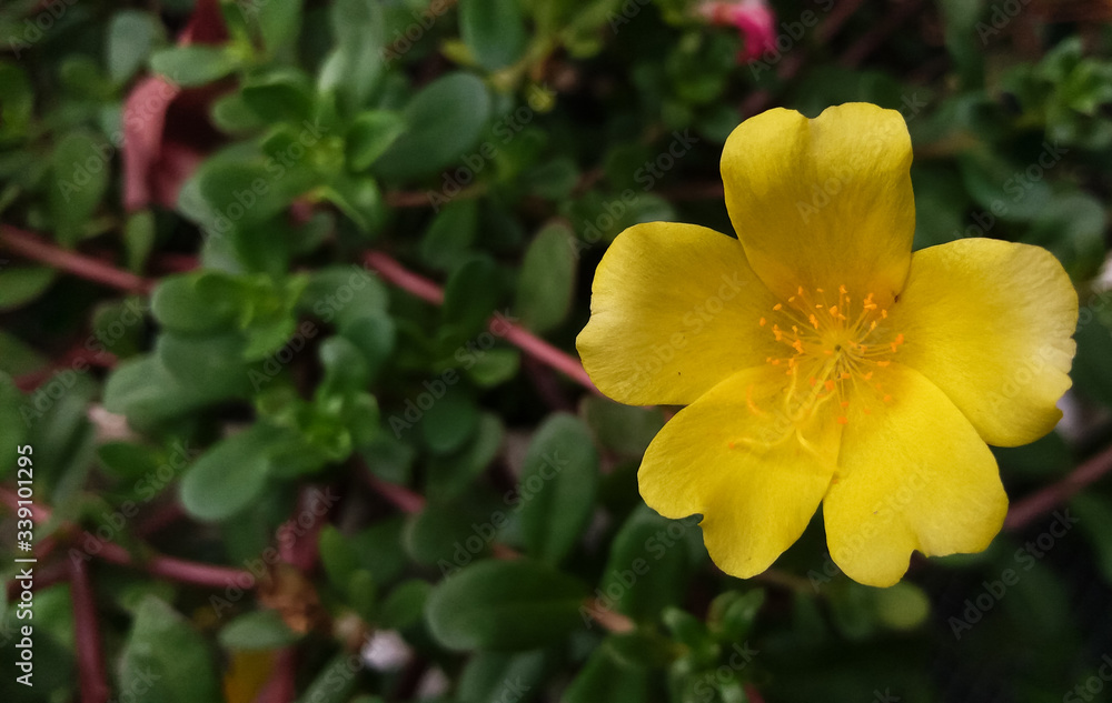Single yellow portulaca or purslane flower against a blurred nature background of green leaves with red stems outdoors in spring time. Single yellow portulaca or purslane flower against a blurred nature background of green leaves with red stems outdoors in spring time.