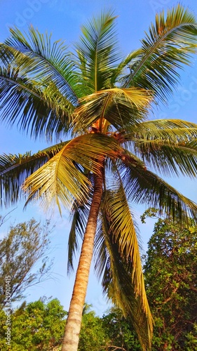 Coconut tree photo on Sunrise timing.