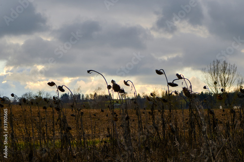 Dead sunflowers drooping in the foreground with a autumn dramatic sky in the background © Sebastian