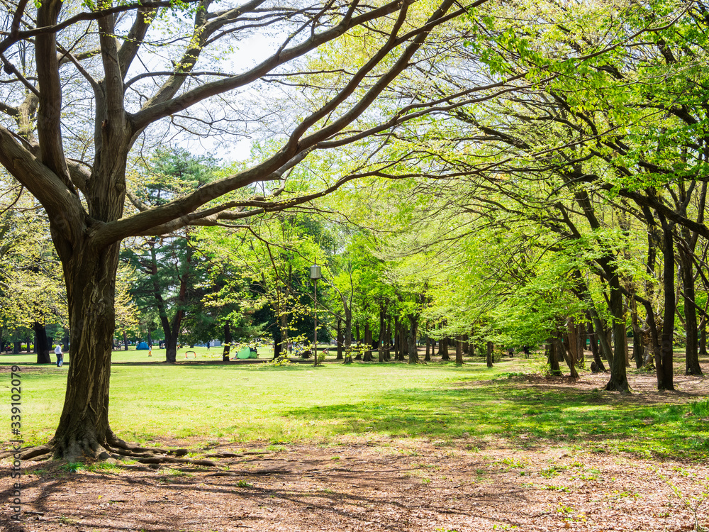 新緑の公園