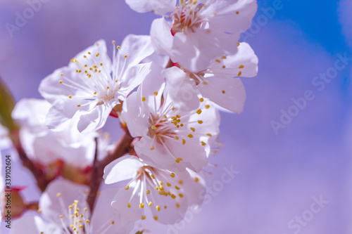 Springtime. Spring flowers of apricot tree on the branches.
