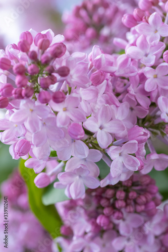 Lilac flower pink spring background.