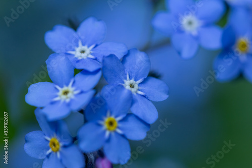 Spring background forget-me-not flowers. © lms_lms