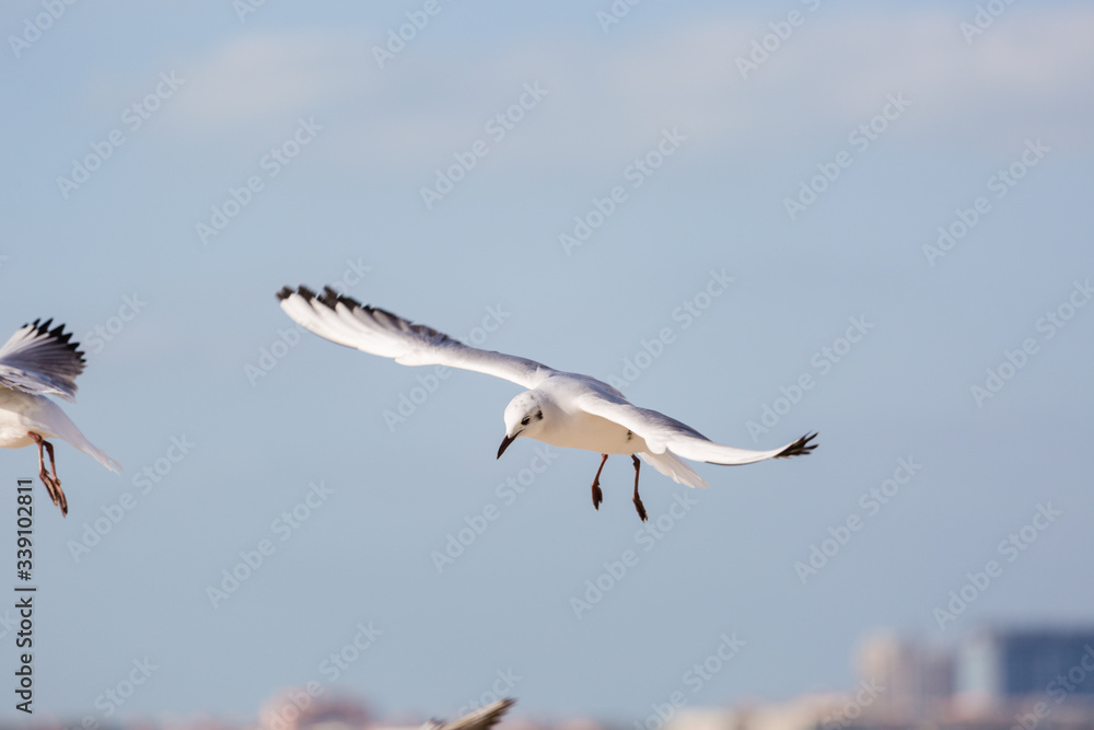 Obraz premium Seagull in flight against a blue sky, ascending with wings spread
