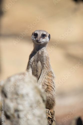 Foto Suricate