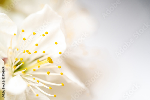 Close-up Mock up with blooming apple tree in spring season. Petals and stamens. Macro.