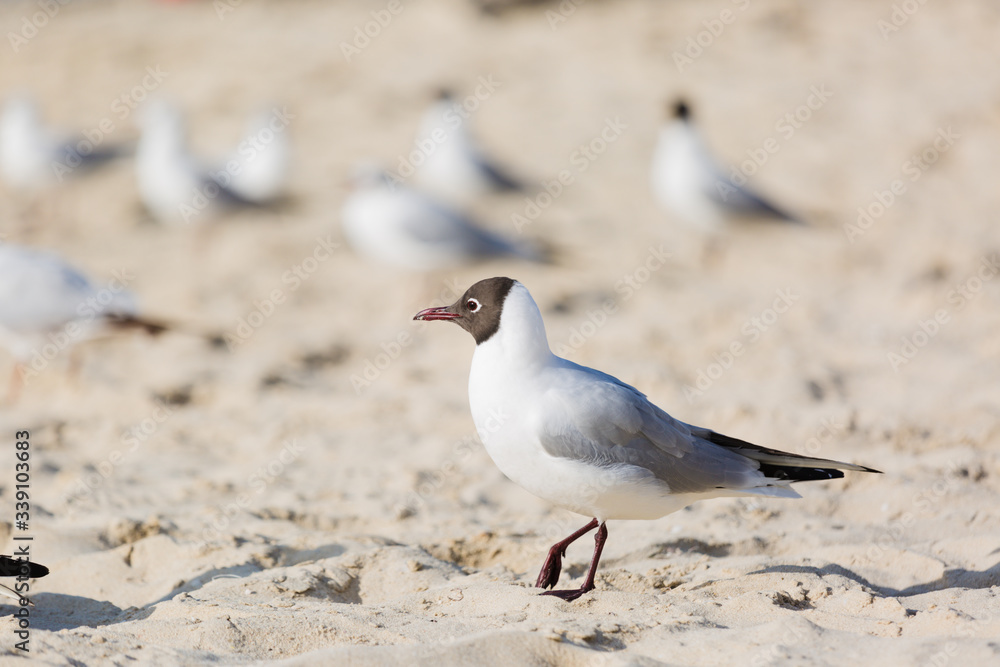Seagulls sitting on the beach, searching for food. Selective focus. Seagulls sitting on the beach, searching for food. Selective focus.