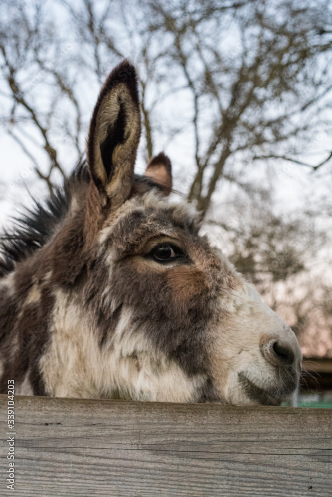 Ane dans une ferme