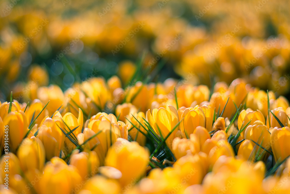 Close up of a meadow of yellow crocus flowers that fill the frame. Sun shining from above, creating back-lighting. Green grass background with shallow depth of field