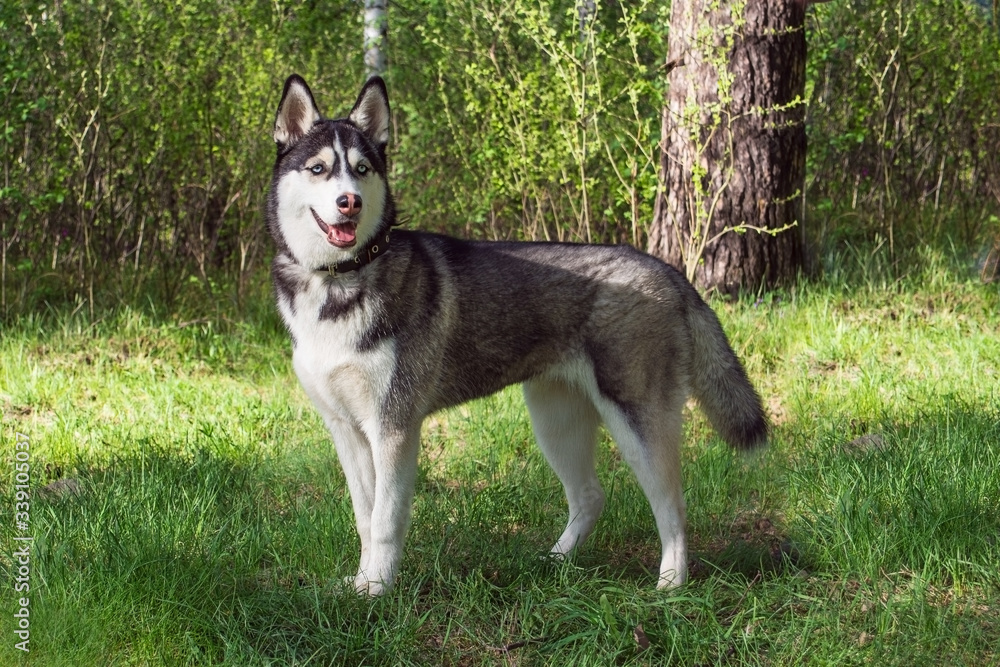 Siberian husky dog staying straight on grass in forest Siberian husky dog staying straight on grass in forest