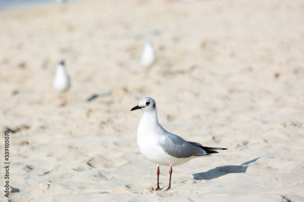Seagulls sitting on the beach, searching for food. Selective focus. Seagulls sitting on the beach, searching for food. Selective focus.