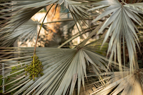 Closeup tropical palm branches Botanical, natural background