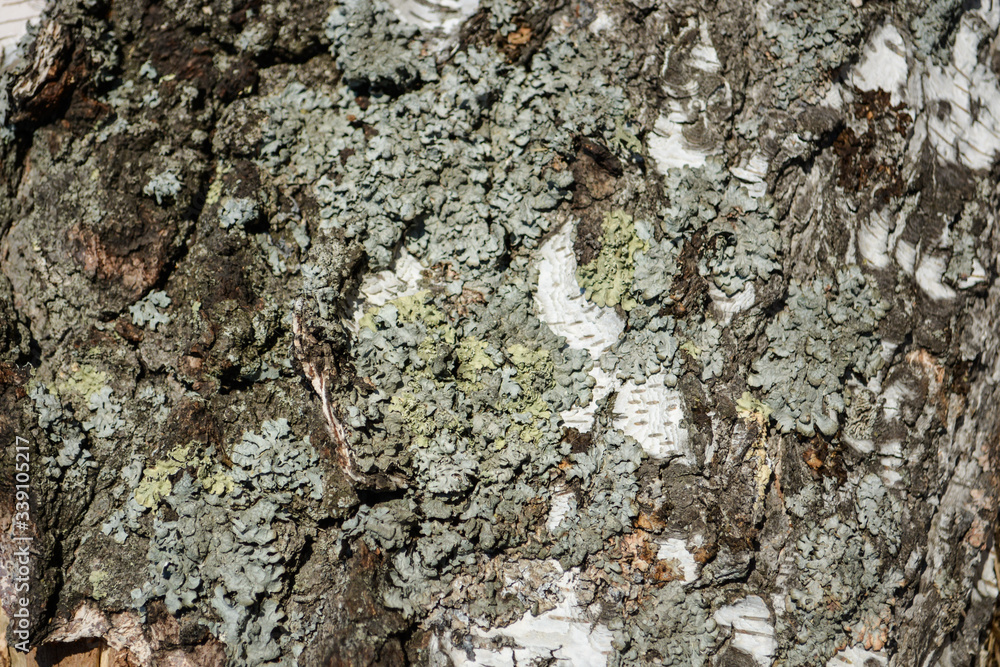 Birch tree wood bark with moss close up texture Birch tree wood bark with moss close up texture