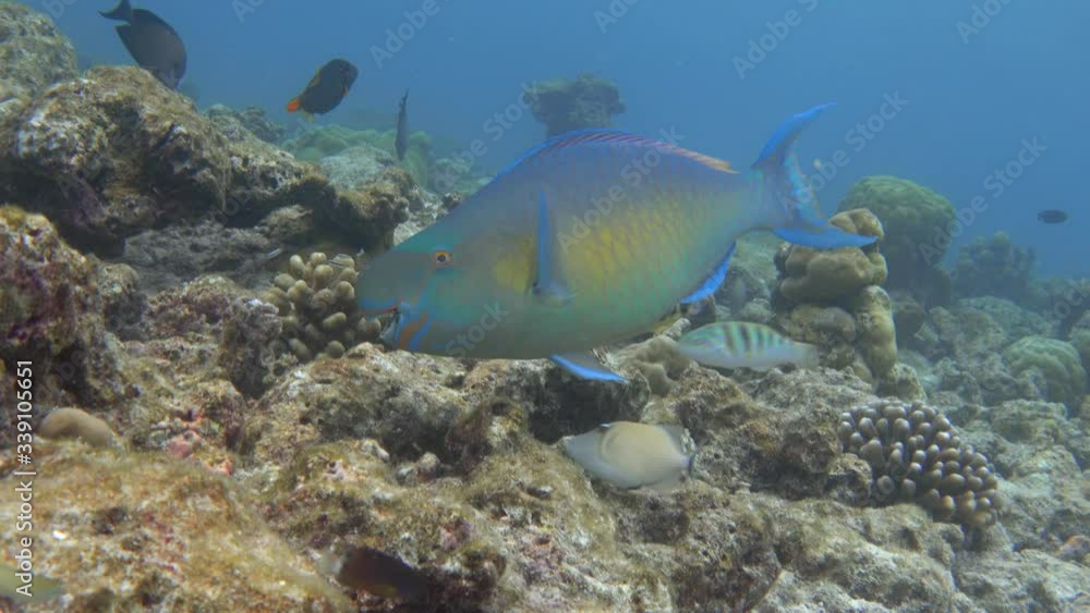 Ember parrotfish (Scarus rubroviolaceus) on a bleached coral reef. Indian ocean, Maldives. 4K Ember parrotfish (Scarus rubroviolaceus) on a bleached coral reef. Indian ocean, Maldives. 4K