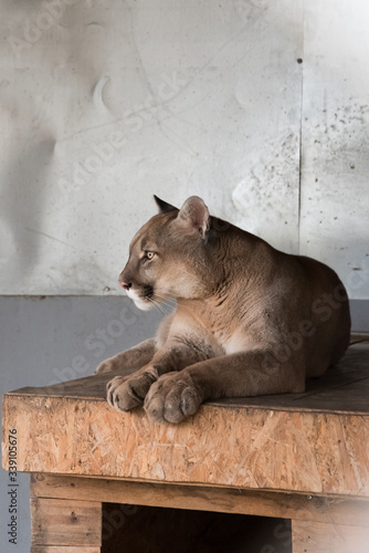 A canadian Cougar rests on his house in the zoo. The profile of the animal.