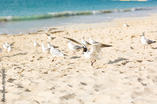 Seagulls sitting on the beach, searching for food. Selective focus.