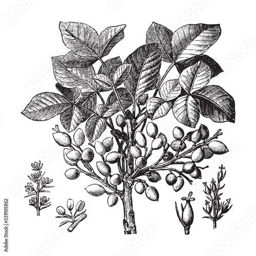 Pistachio tree (Pistacia vera) / vintage illustration from Brockhaus Konversations-Lexikon 1908
