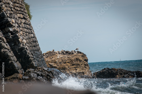 Möwe auf Steinen am Meer