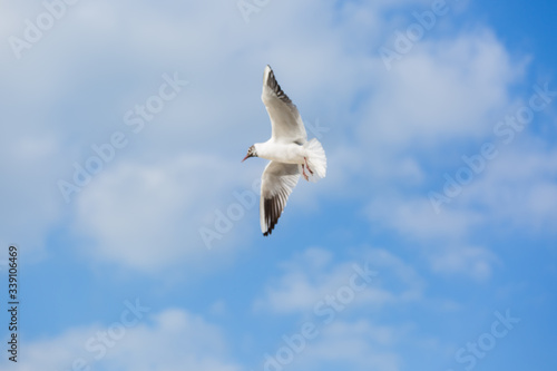 Seagull in flight against a blue sky, ascending with wings spread