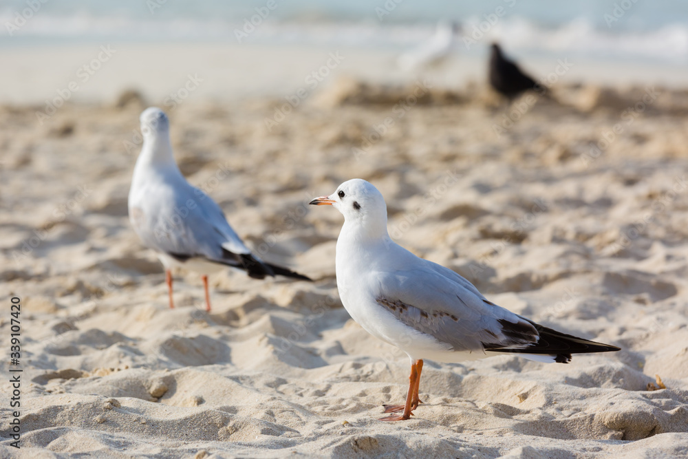 Seagulls on the beach in Hermosa watching the waves break on the shore waiting for food Seagulls on the beach in Hermosa watching the waves break on the shore waiting for food