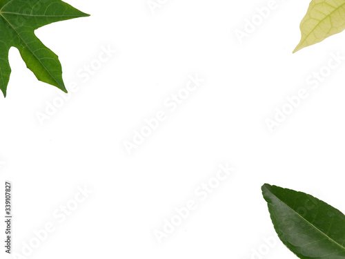 green leaves isolated on white background,nature