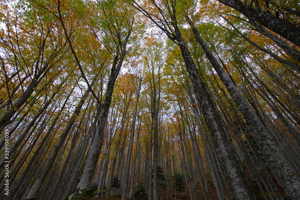 Obraz premium Faggeta