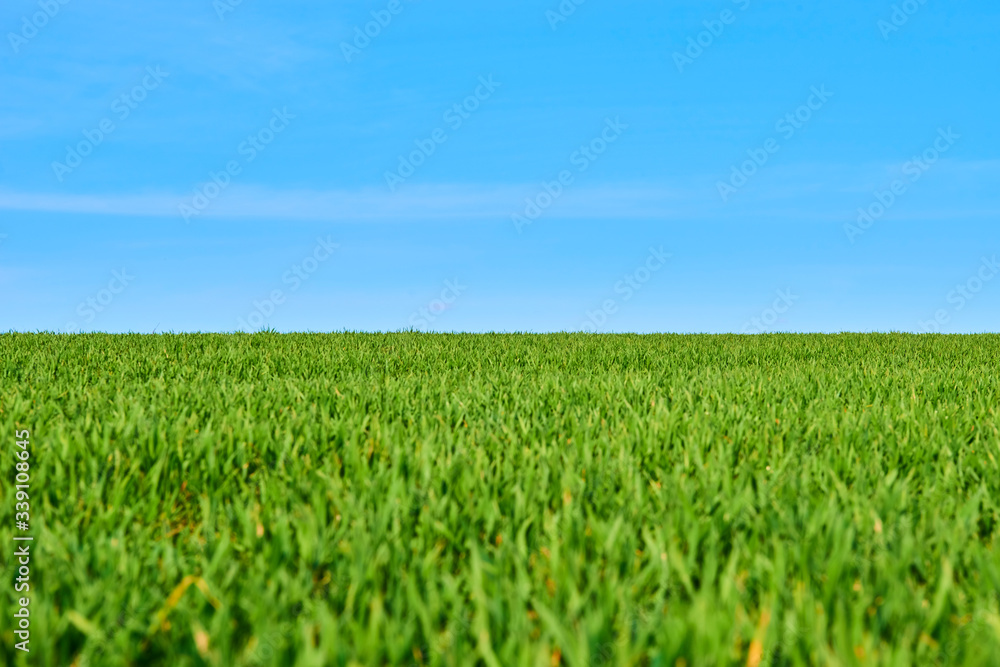 Close-up of young wheat plants on a field with shallow depth of field and selective focus
