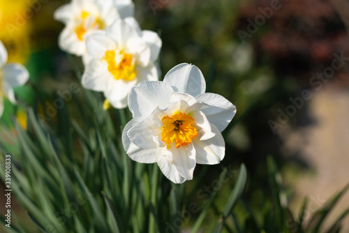 close up of bright white and yellow daffodils