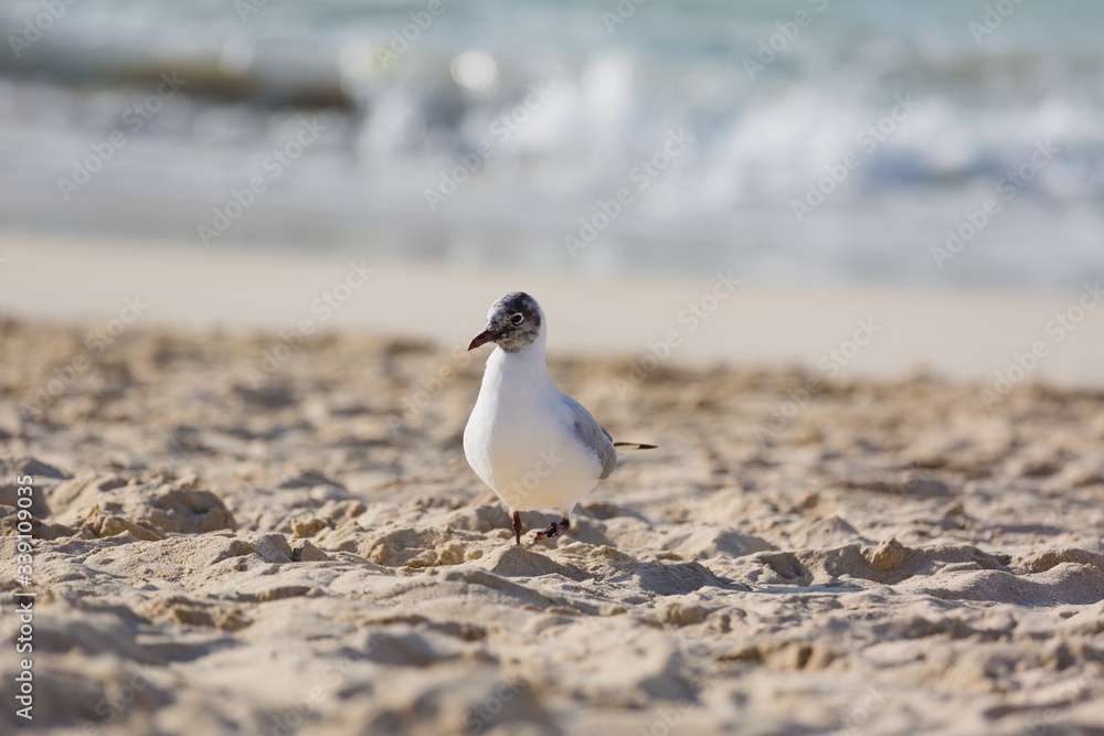 Fototapeta premium Seagulls on the beach in Hermosa watching the waves break on the shore waiting for food