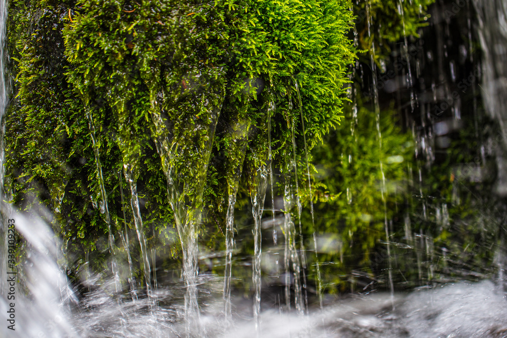 Close-up of moss with streaming trickles of water. Mountain Creek. Summer mood Close-up of moss with streaming trickles of water. Mountain Creek. Summer mood