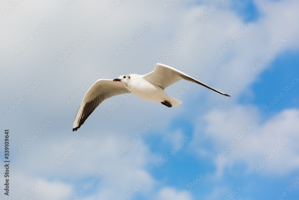 Fototapeta premium Seagull in flight against a blue sky, ascending with wings spread