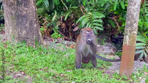 Long tail monkey eats  some food given to him by  tourist at Phuket, Thailand photo