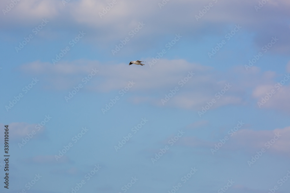 Seagull in flight against a blue sky, ascending with wings spread