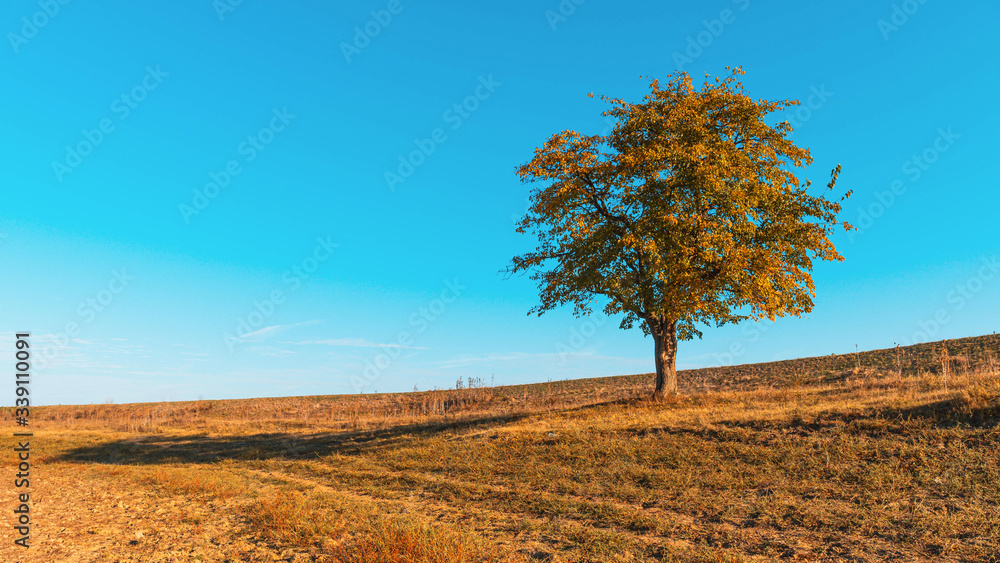 Lonely Tree on the Hill