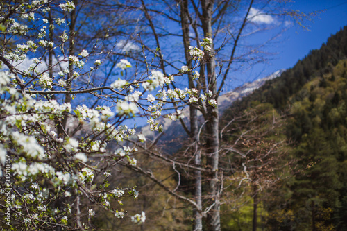 Spring in the mountains apple trees bloom. The beauty of the Caucasus. The flowers of the branch are beautiful. Greeting card background banner. Purity youth the awakening of nature ecology. Crimea