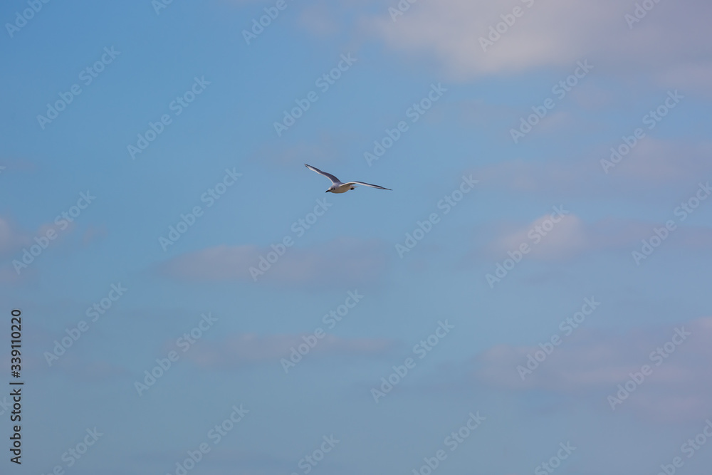 Seagull in flight against a blue sky, ascending with wings spread Seagull in flight against a blue sky, ascending with wings spread