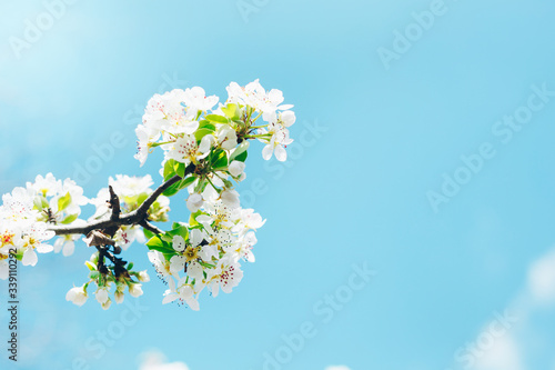 Spring banner, branches of blossoming cherry against background of blue sky on nature outdoors. Cherry flowers, dreamy romantic image spring, landscape panorama, copy space.