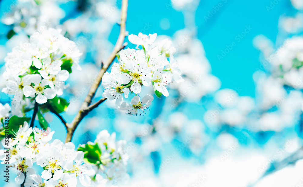 Spring banner, branches of blossoming cherry against background of blue sky on nature outdoors. Cherry flowers, dreamy romantic image spring, landscape panorama, copy space.