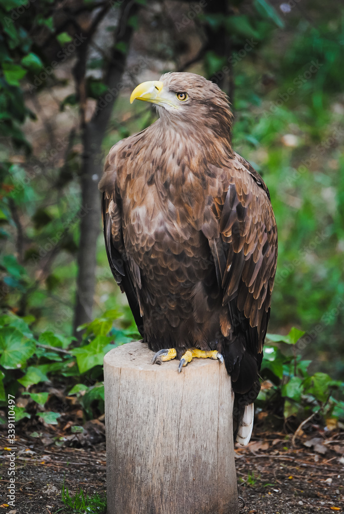 Front color view image of a white-tailed eagle with a yellow beak resting on a trunk and on a green background (Pigargo European, White tailed eagle, Bald Eagle) Front color view image of a white-tailed eagle with a yellow beak resting on a trunk and on a green background (Pigargo European, White tailed eagle, Bald Eagle)