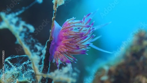 nudibranch flabellina nudi branch nudybranch  underwater slug ocean scenery photo