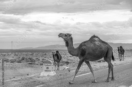 Several camels walking on road in desert landscape of Sahara in Tunisia. Animals on road concept. Horizontal black and white photography.