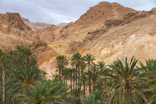 Beautiful green oasis with many fresh trees and shrubs growing among deserted hills of Sahara in Tunisia.