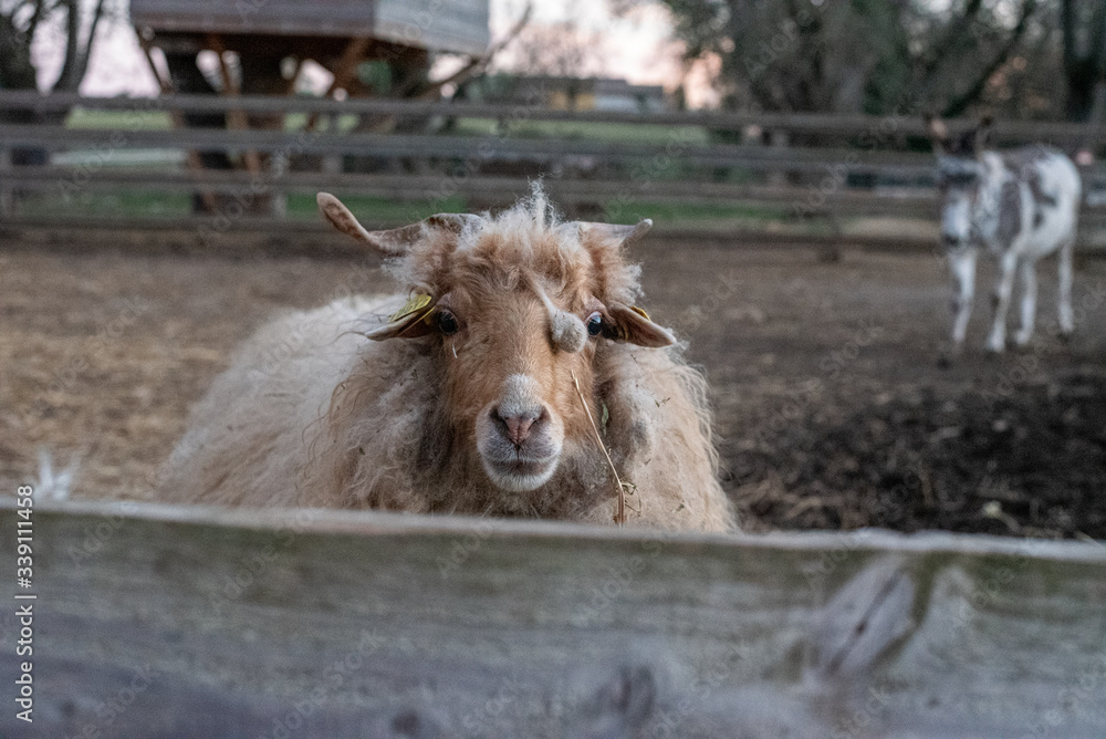Fototapeta premium Mouton à poil long 