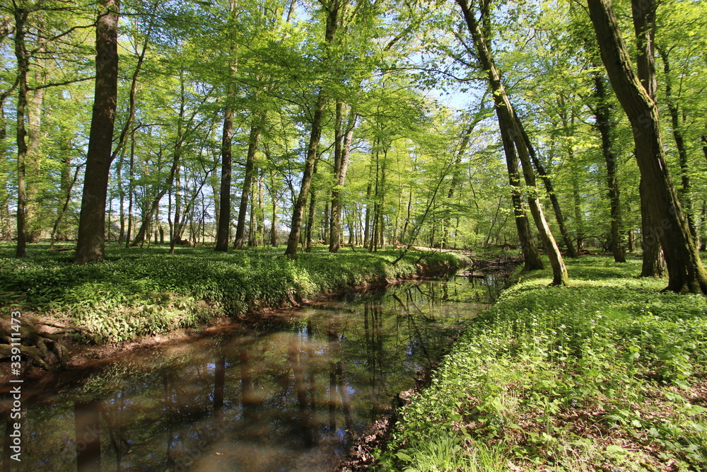 wildes Bärlauch Feld im Wald wildes Bärlauch Feld im Wald