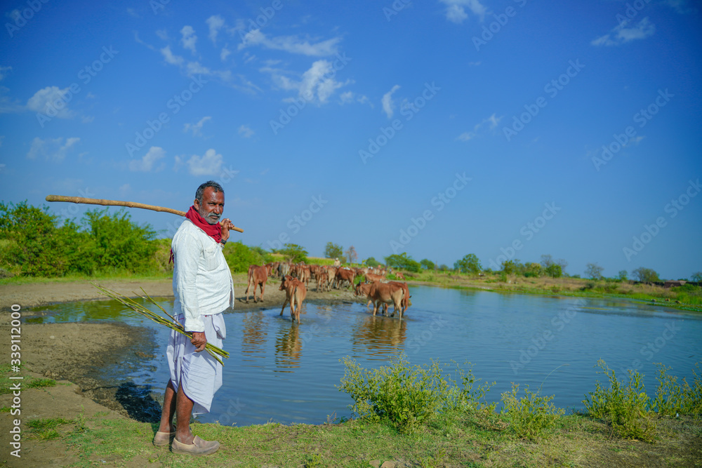 Fototapeta premium young indian farmer with his cattle