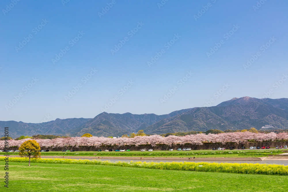 遠賀川河川敷の菜の花と桜並木 福岡県直方市 遠賀川河川敷の菜の花と桜並木 福岡県直方市