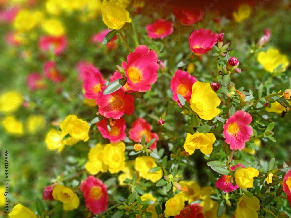 yellow and red flower petals that grow in front of the house yellow and red flower petals that grow in front of the house